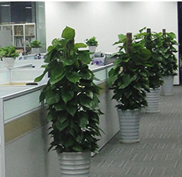 阿拉善办公室绿植租赁，你需要考虑哪些方面